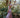 Sorrento Dress - Pink Chempaka