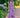 Sorrento Dress - Purple Paisley